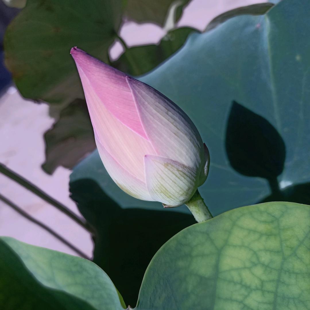 ꧁做好自己໊ོ°꧂