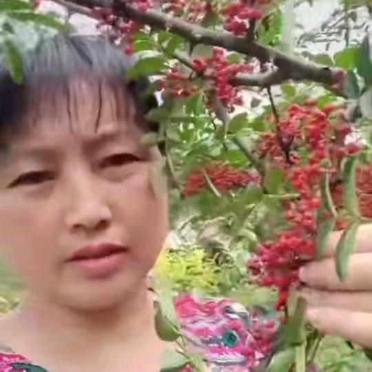汉源花椒缘、家庭农场