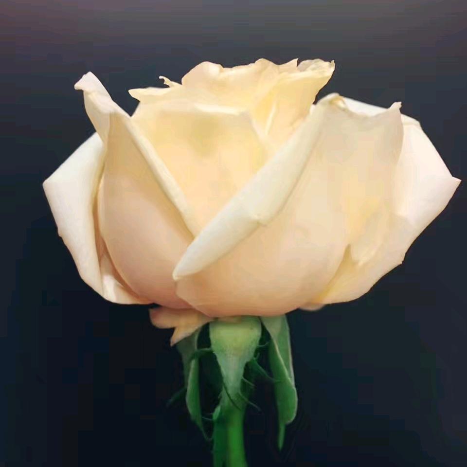 昏昏
