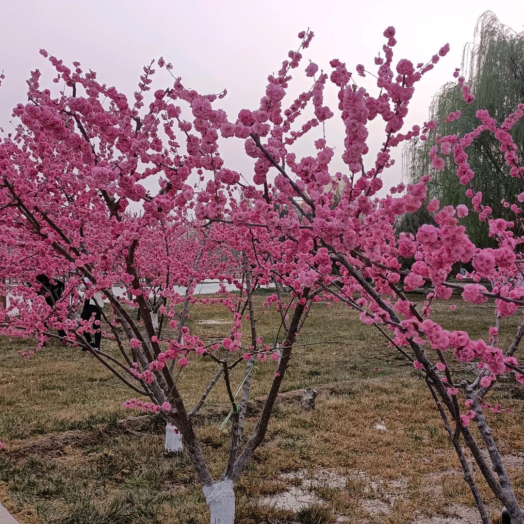 平安(ღ˘⌣˘ღ)