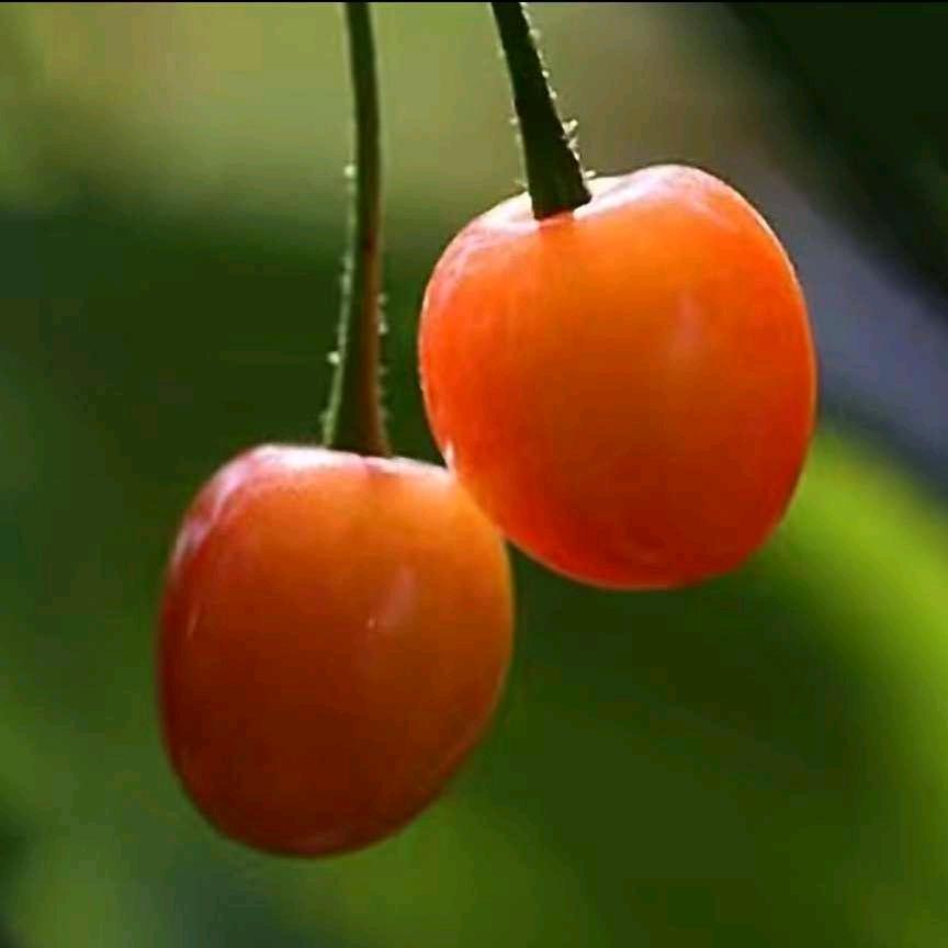 我  在   想    想