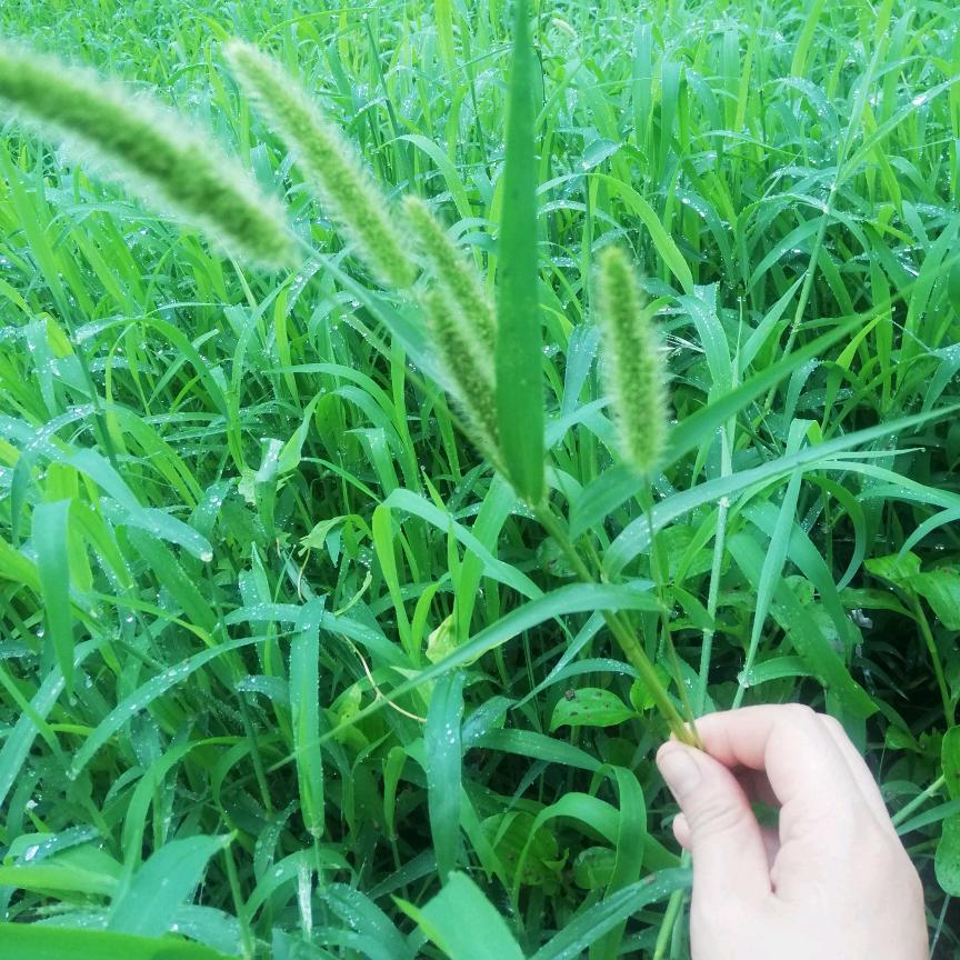 草七七