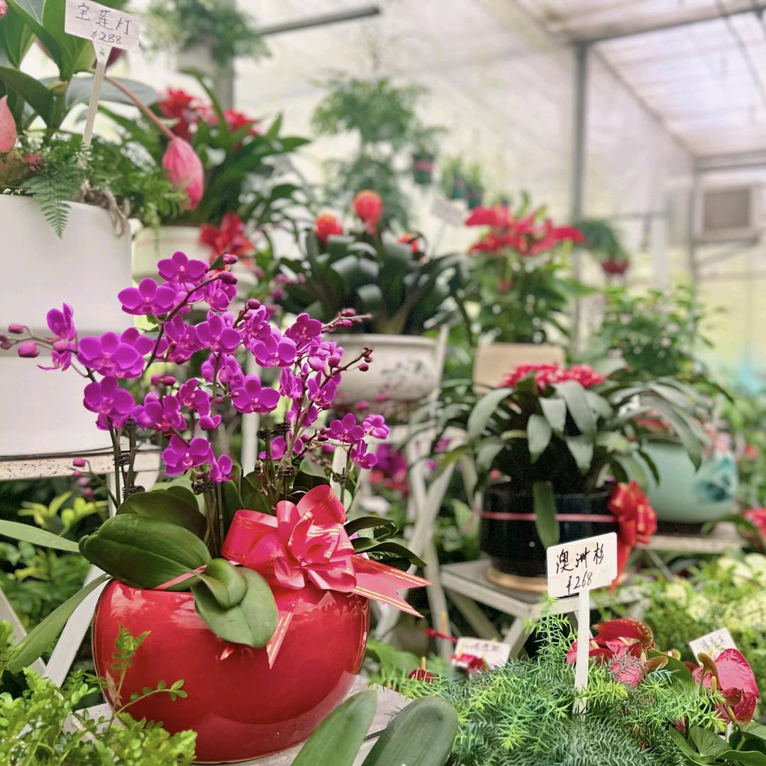 江城繁花绿植