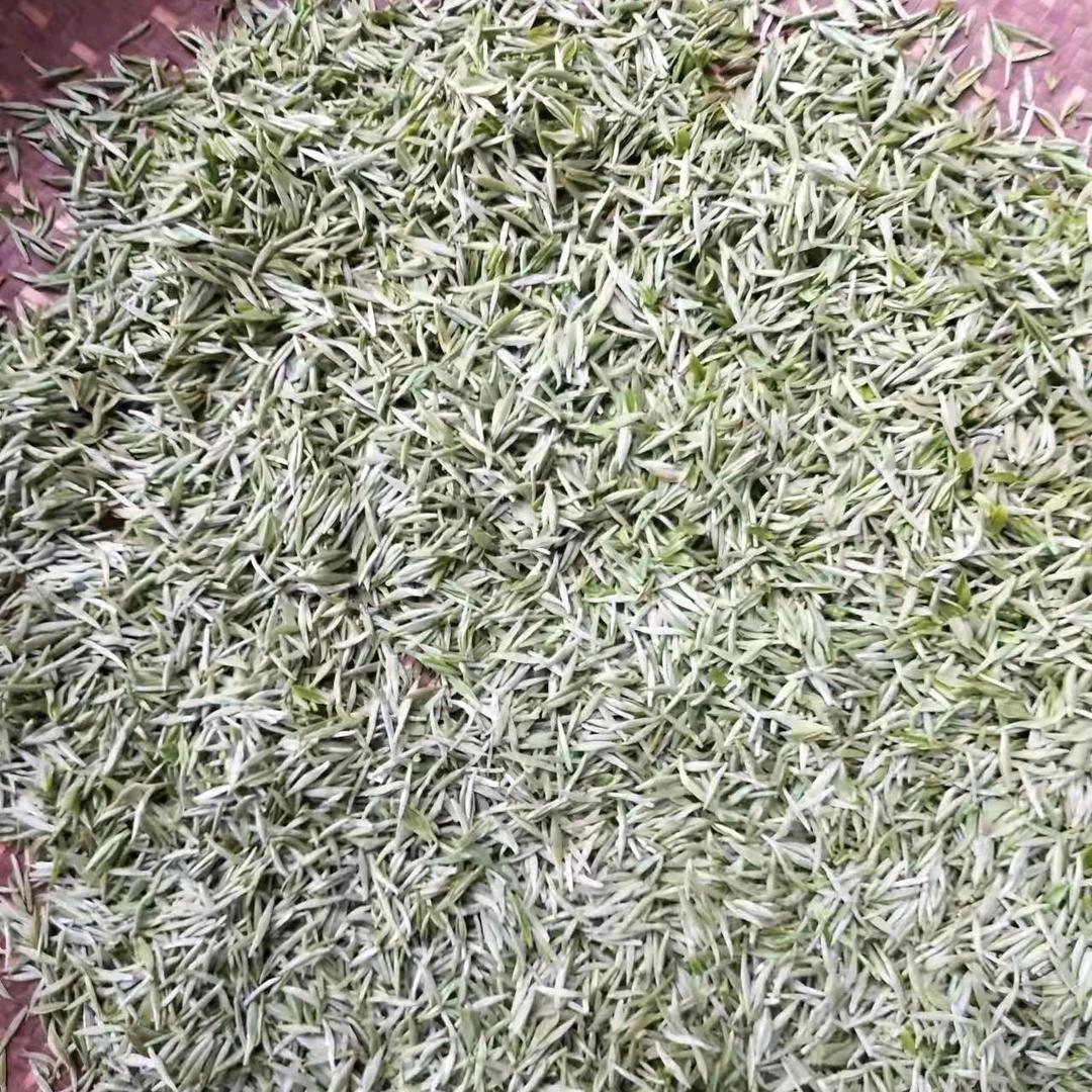 林天灿