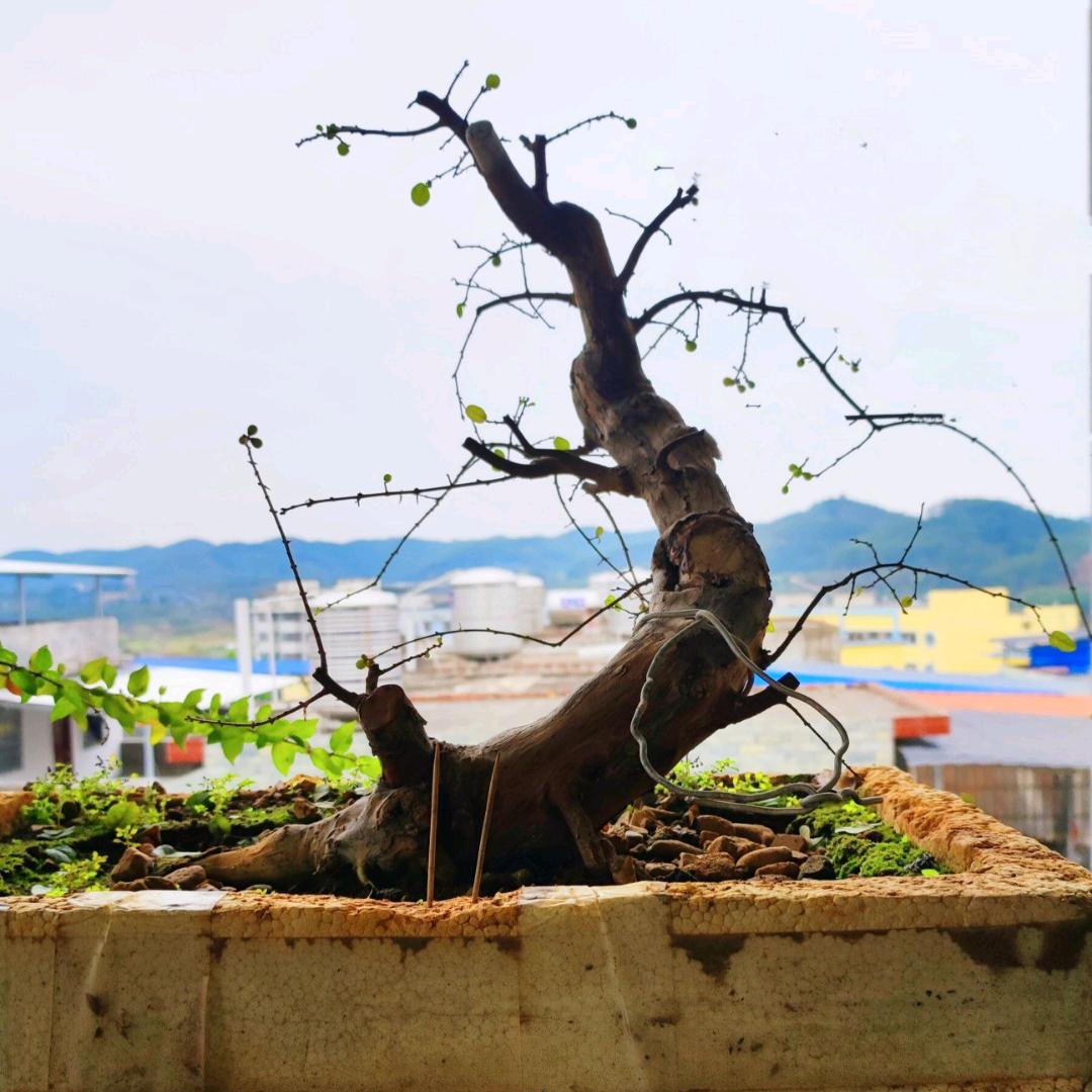 周不建