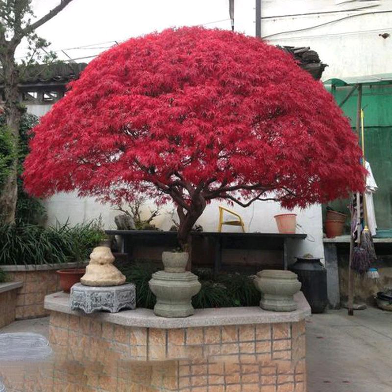 我想有家