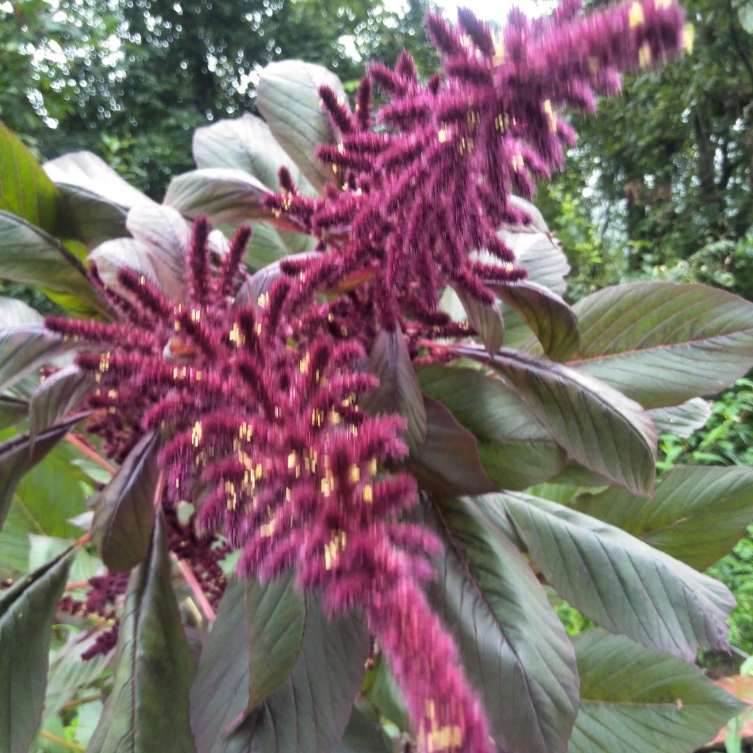 一笑倾城🌷🌷