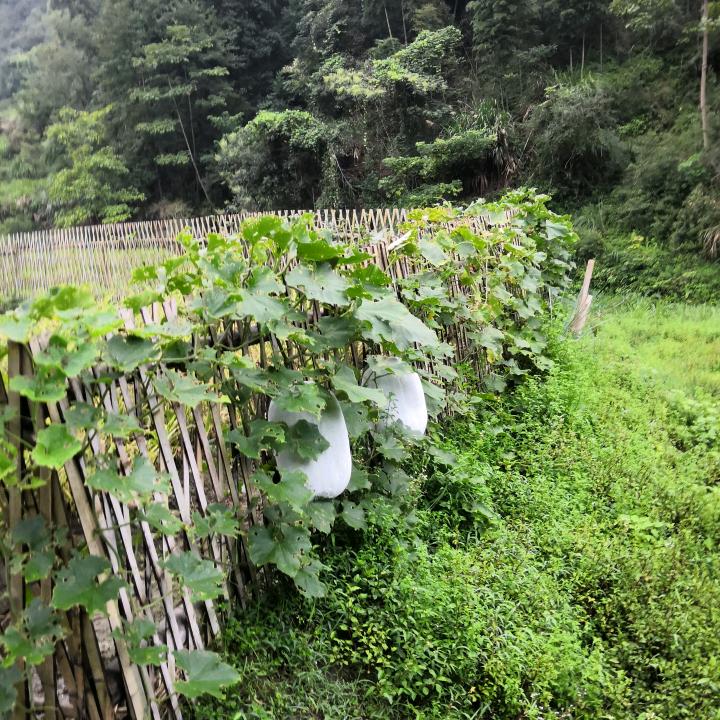 浪迹天涯