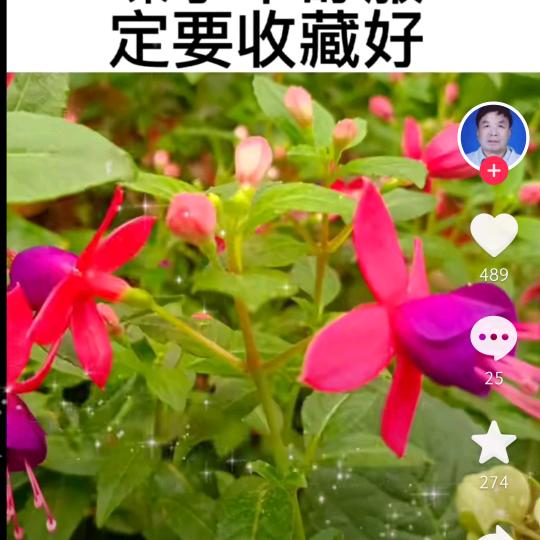 开心果🌹🌹🌹