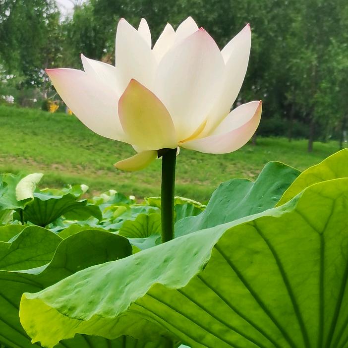 行功太极创编人