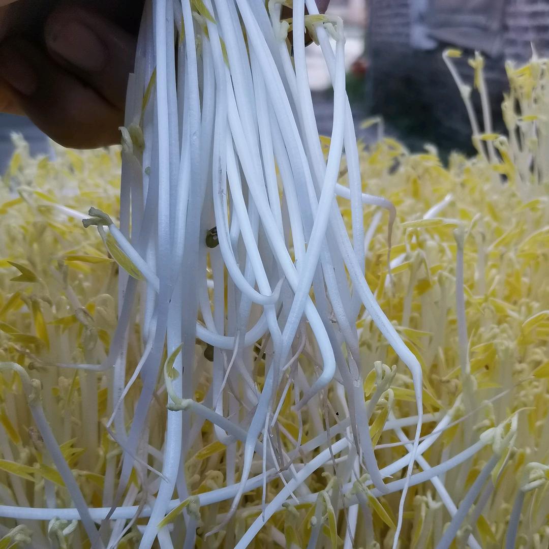 全心豆芽种植园
