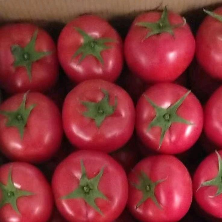 灯塔市勇翔蔬菜种植专业合作社