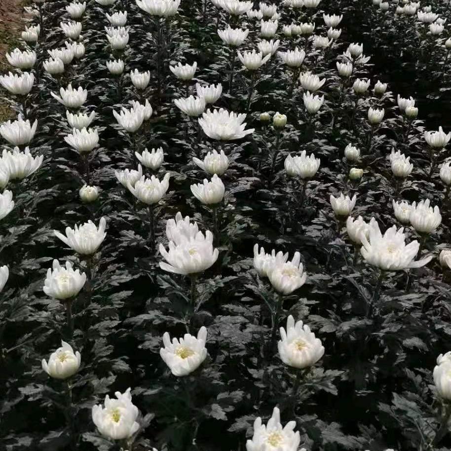 九鼎大菊势