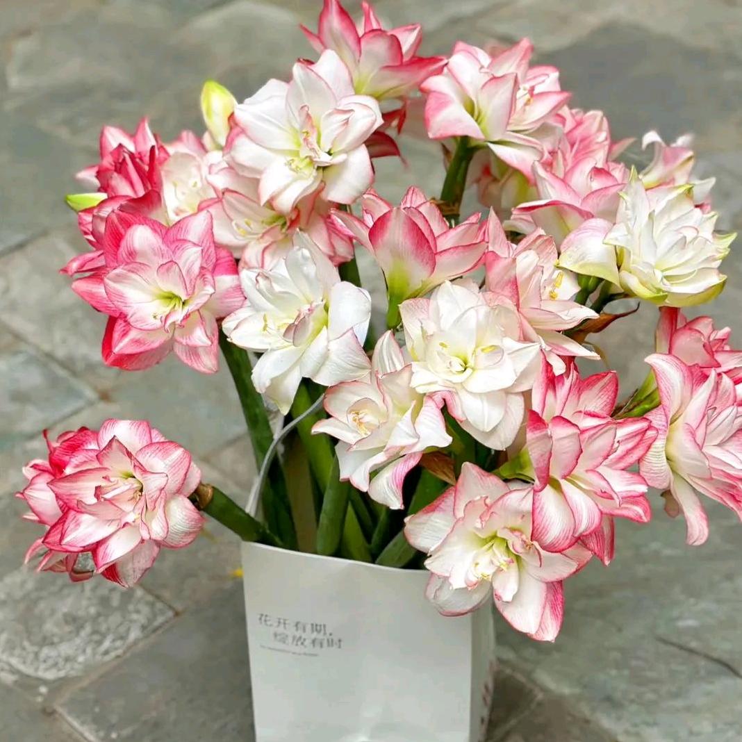 花朵朵园艺