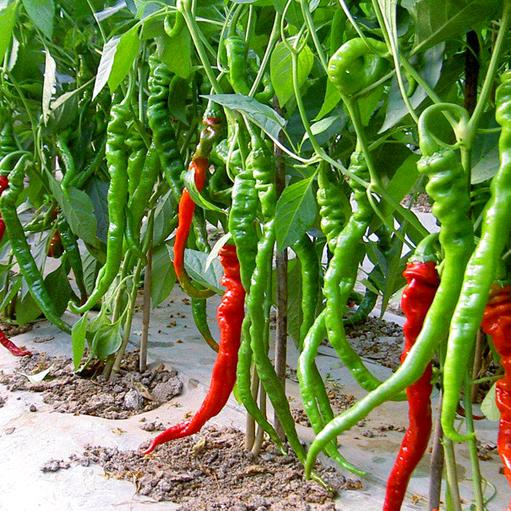 大方县十里飘香土特产