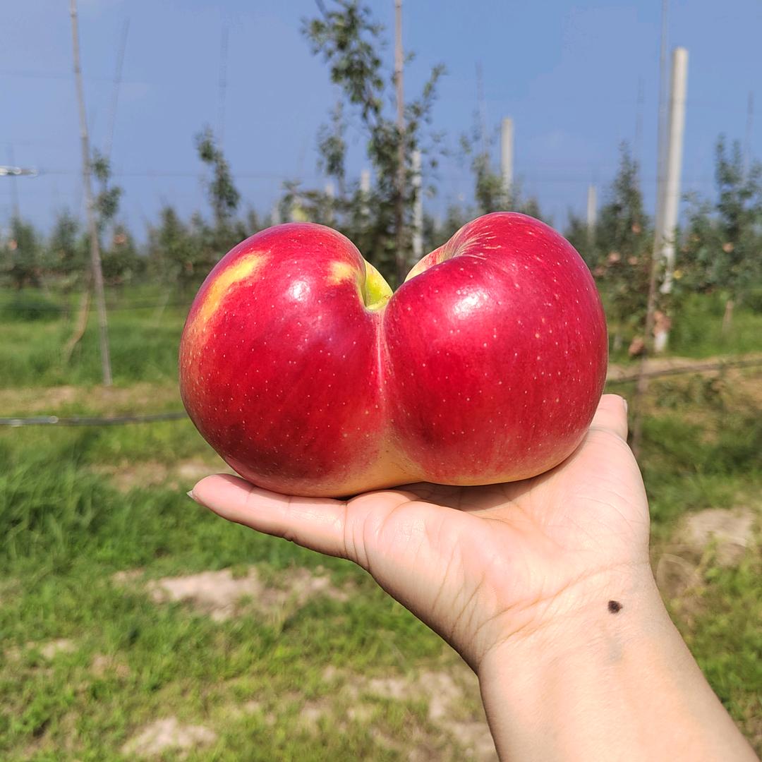 伊亩农服（洛川秦脆）一娜姐