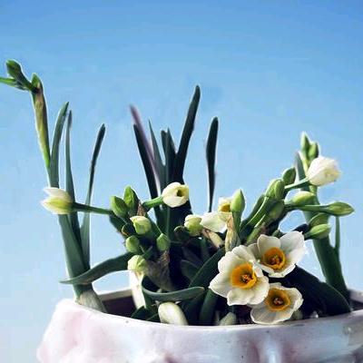深山老农