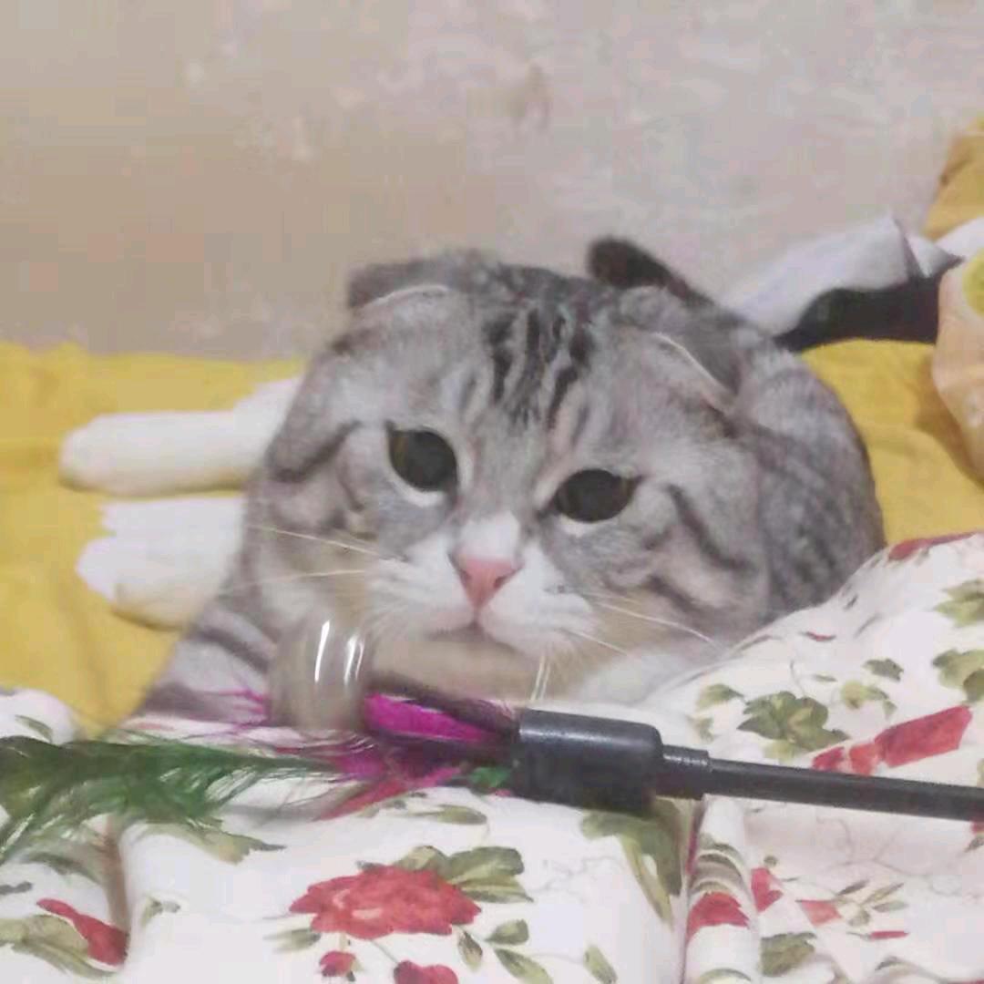 华哥没有你很寂寞，等你等了这么久