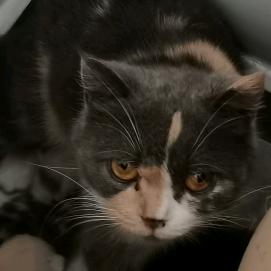 猫吃鲲