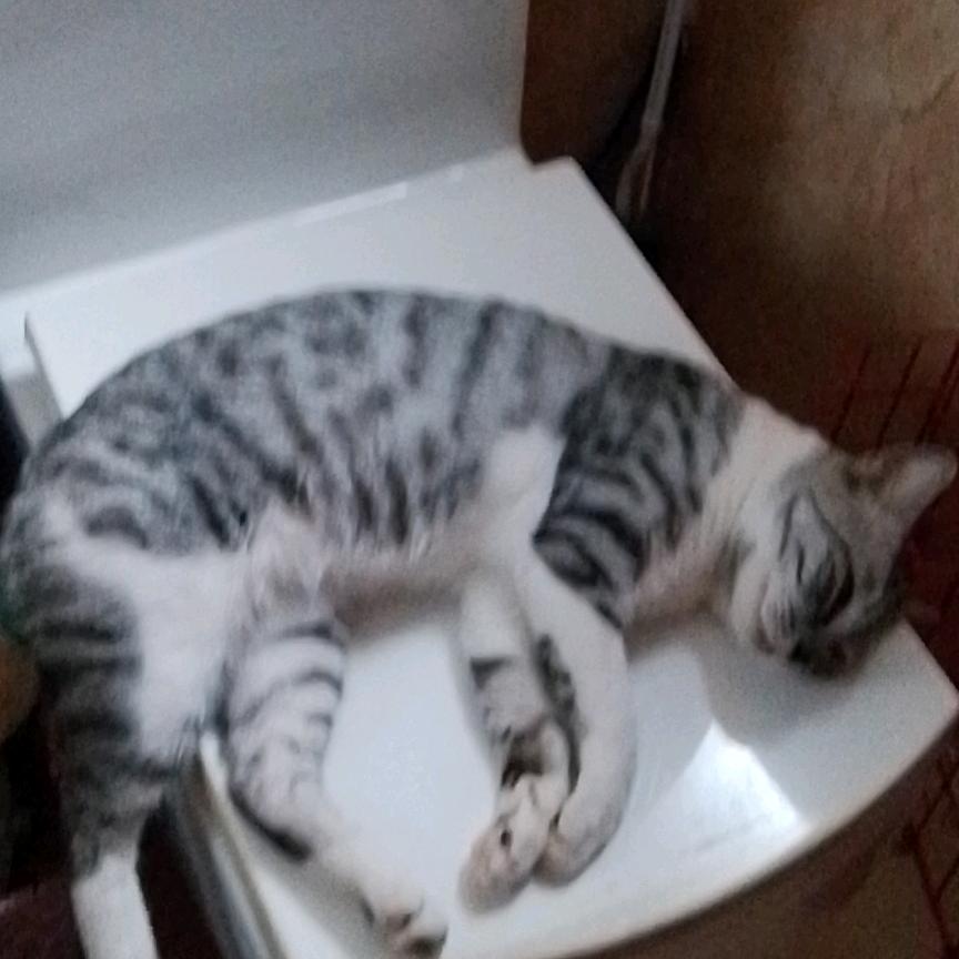 雨默（小鱼儿）