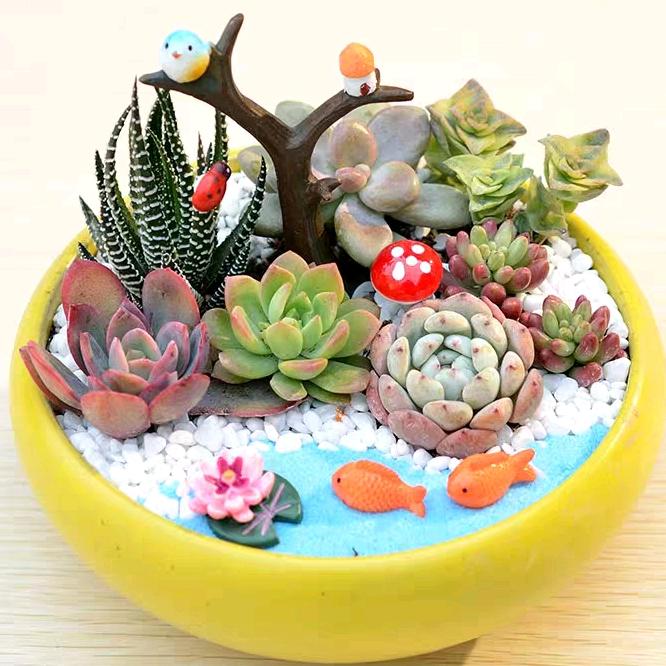 阳光下的满天星