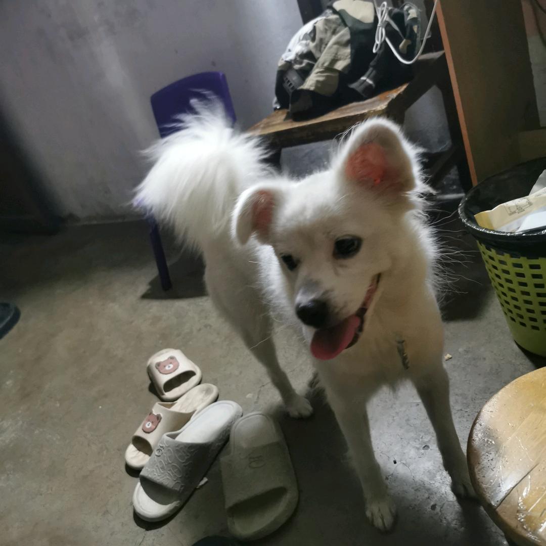牛笔子