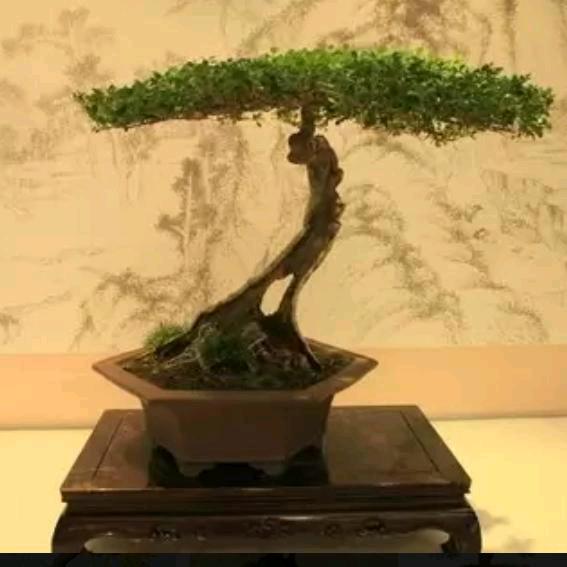 小胖