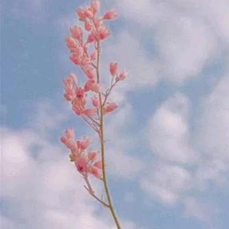 树上的向日葵