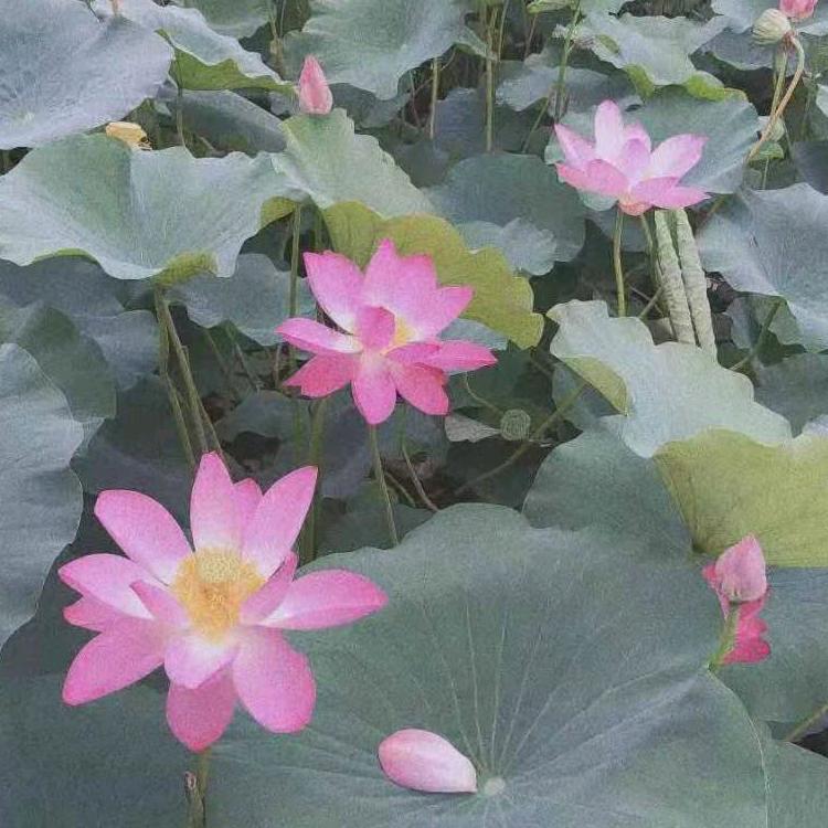小太阳
