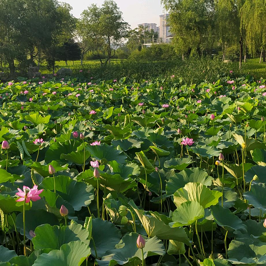 开心