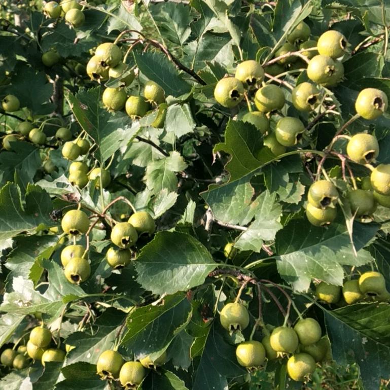 阳光总在风雨之后