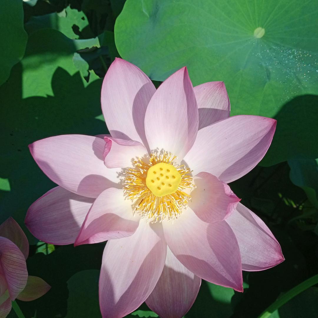 秋天的落叶^O^冬天的雪