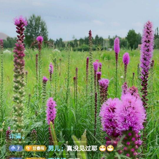 喜洋洋