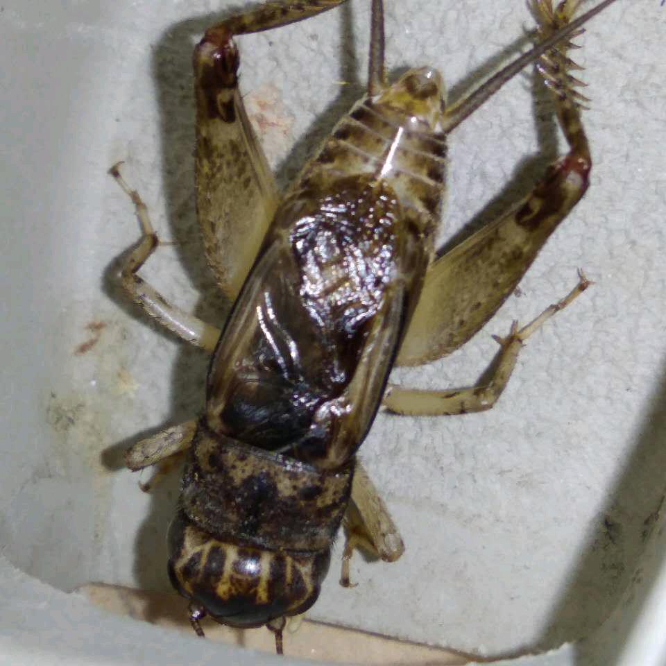 五儿机电的小号