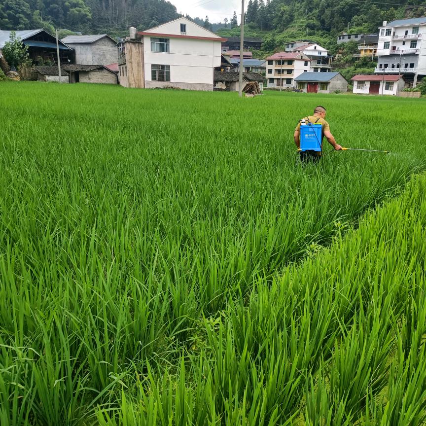 杨浩农村人