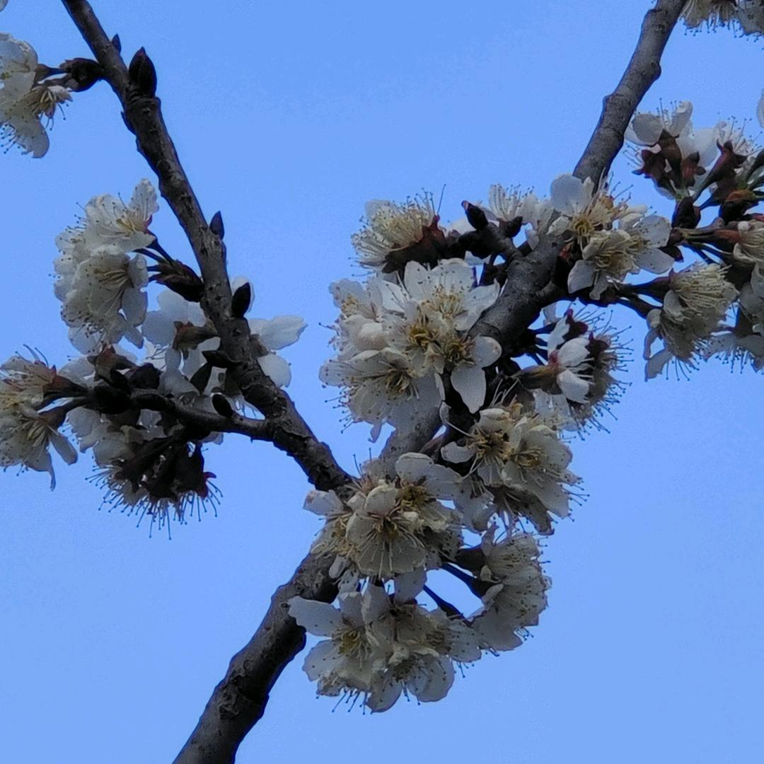 清风明月