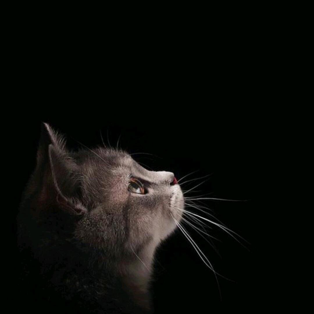 星空。