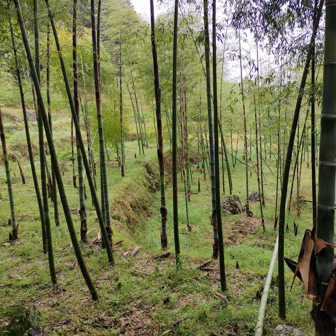 山林绞盘