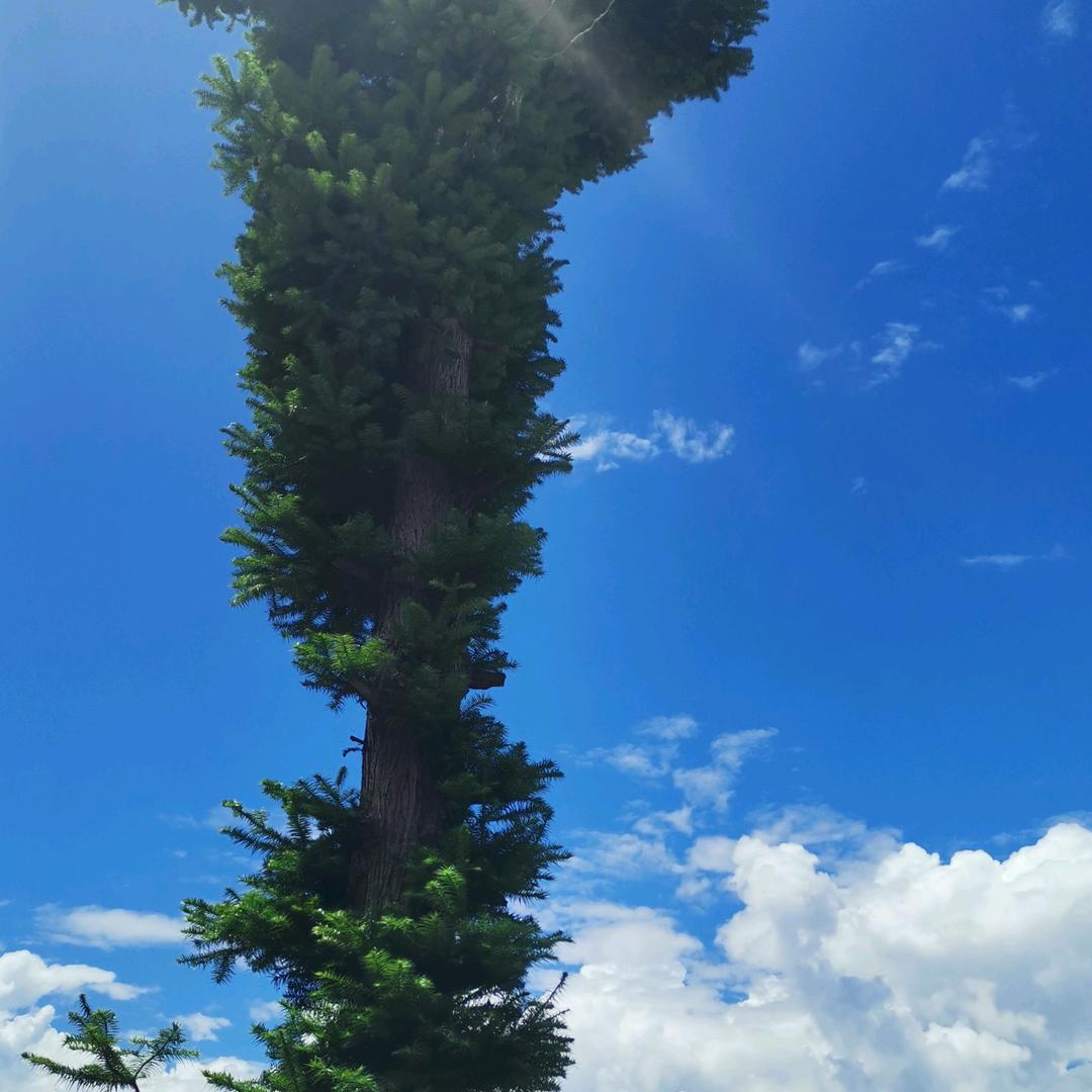 龙爷