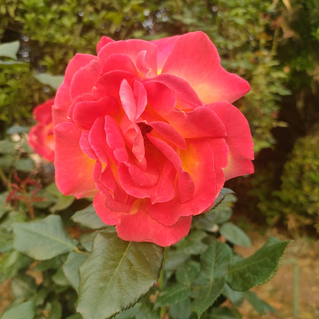 ℋღ🕊好运终相随ℒℴѵℯ·¹³¹⁴ృ༊