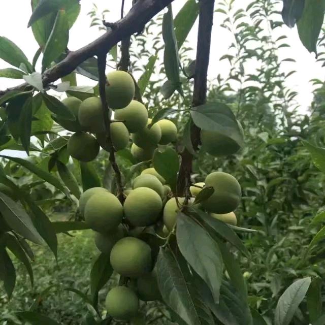 🐲⁰⁵.₂₀邬℘࿐