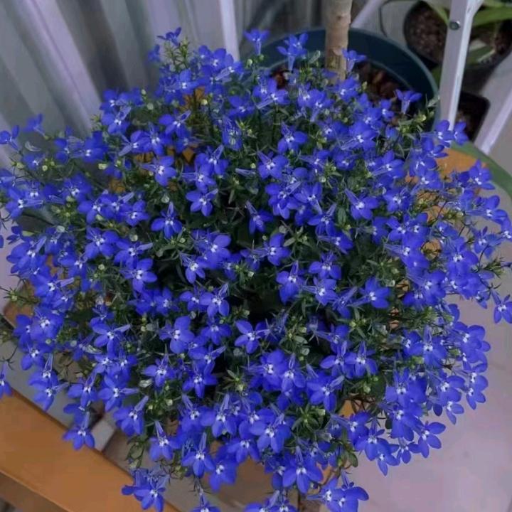 木一子一李