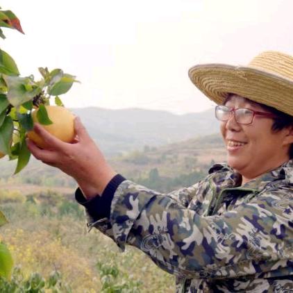 高平张婶的果铺子