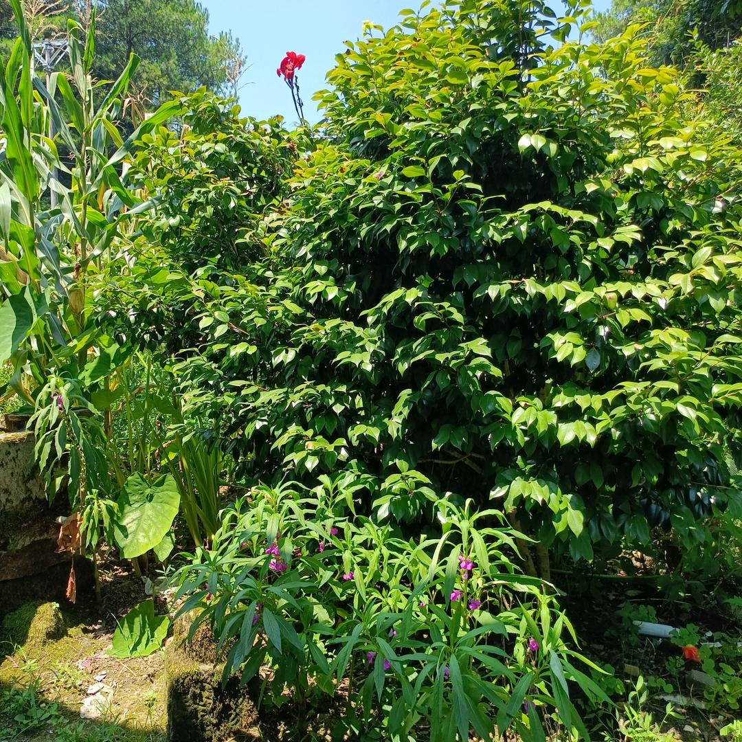秀