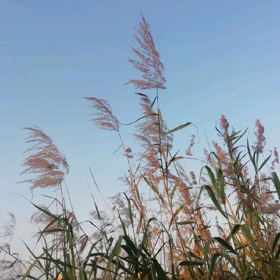 东莞润丰平滑柔软剂