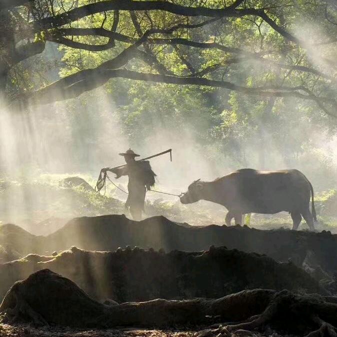 夕夜如风【一介农夫】