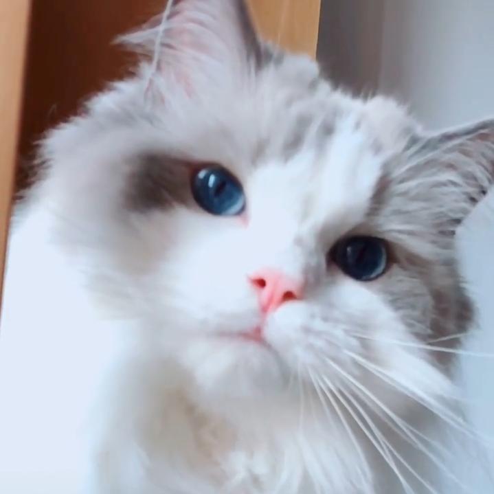 摄影师柯南