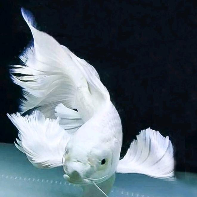 风花雪月。孟宪友