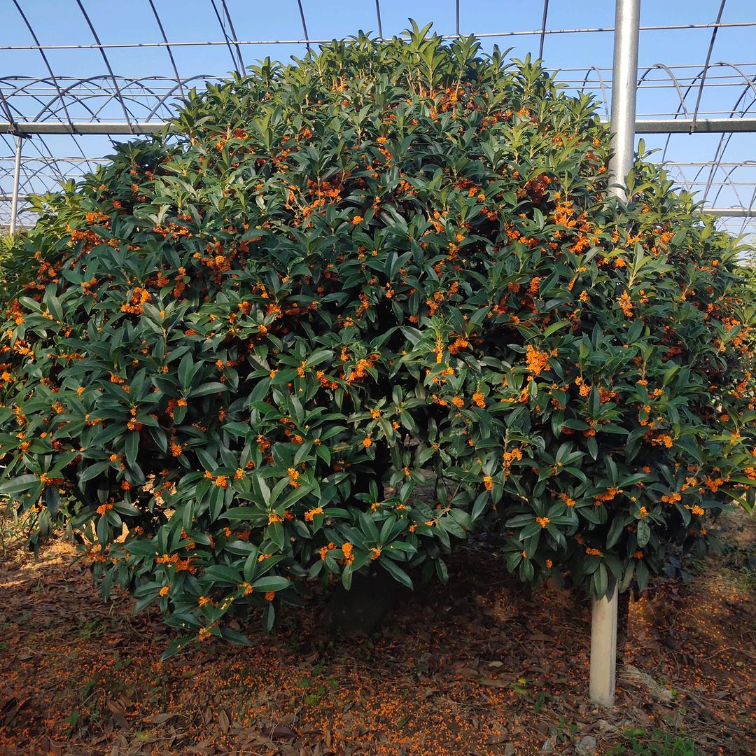 志明桂花盆景景观树