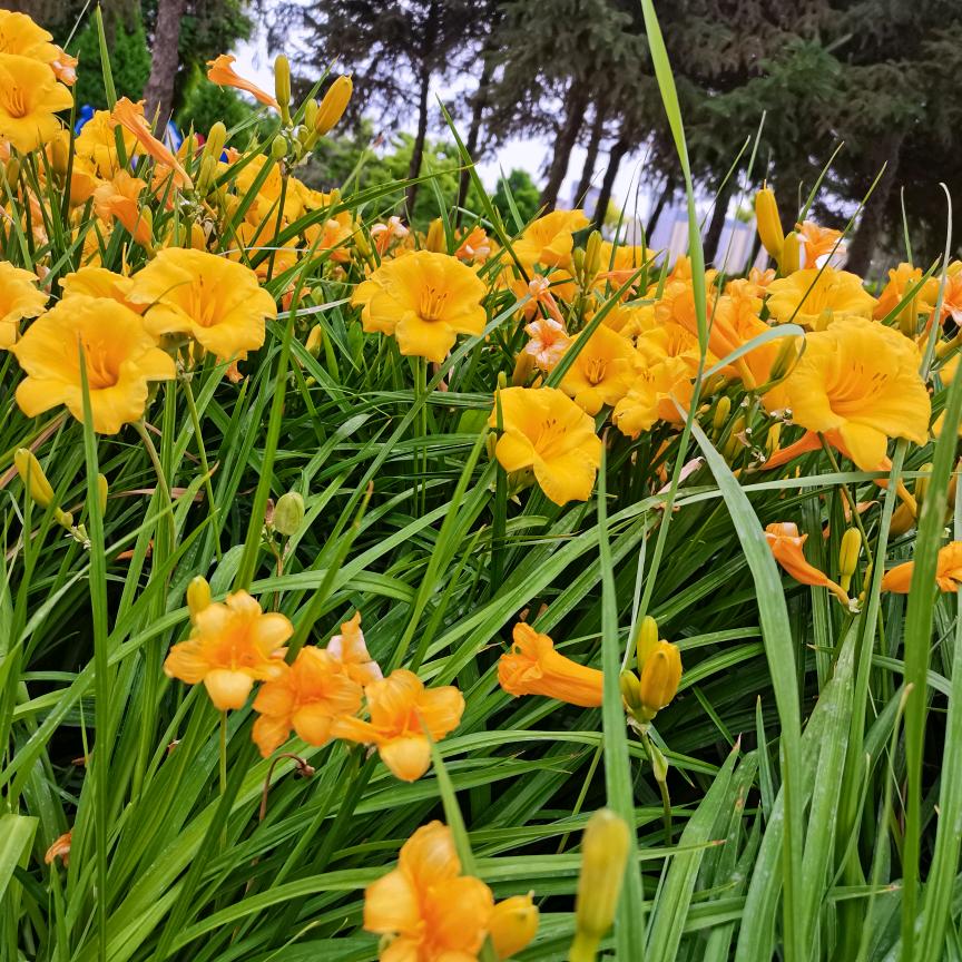 月儿（拒私聊）